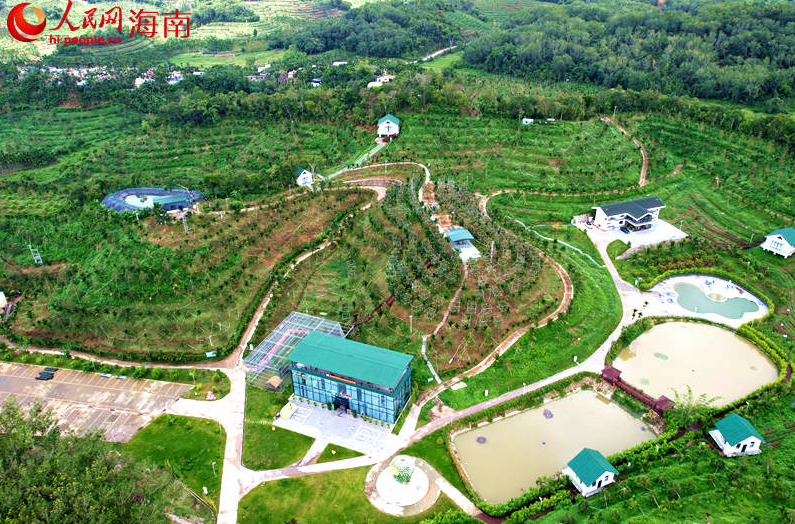 俯瞰國產(chǎn)榴蓮種植基地。人民網(wǎng)記者 孟凡盛攝