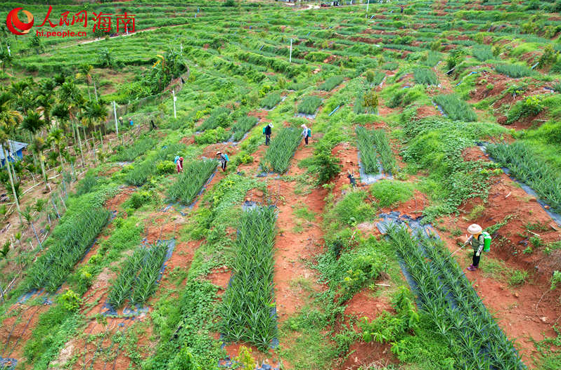 三亞市育才生態(tài)區(qū)明善村榴蓮種植地。 人民網(wǎng)記者 孟凡盛攝