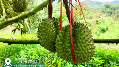 國產(chǎn)榴蓮，看海南！“今年的國產(chǎn)‘樹上熟’榴蓮，預(yù)計(jì)能采摘2000噸上市，這些熟榴蓮，馬上就能批量上市銷售?！?/><h3 class=