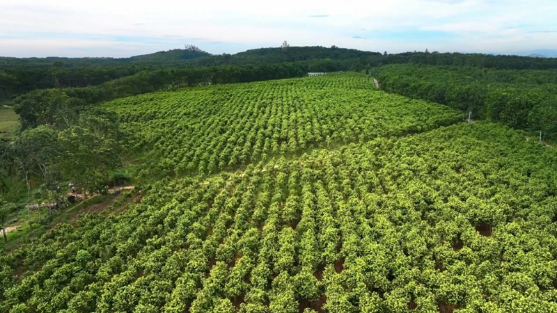澄邁沉香種植基地。澄邁縣委宣傳部供圖