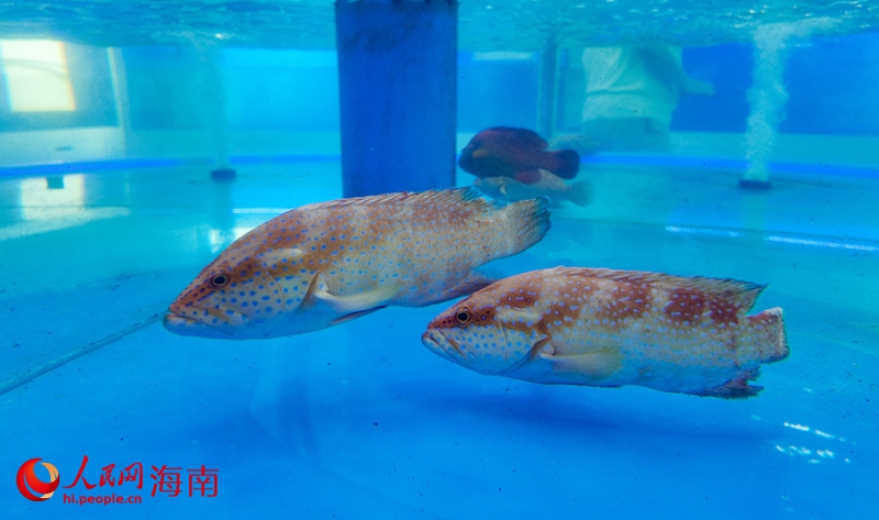 昌江培育的草莓斑。人民網(wǎng)記者 符武平攝