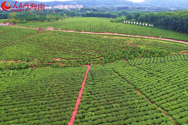 白沙茶園小鎮(zhèn)。 人民網(wǎng)記者 孟凡盛攝_副本