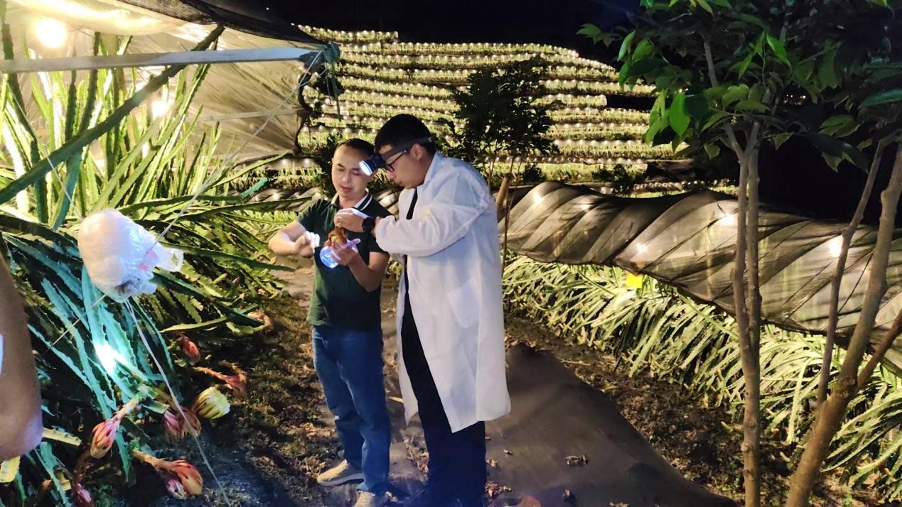 專家在基地察看燕窩果生長情況。王舒婷供圖