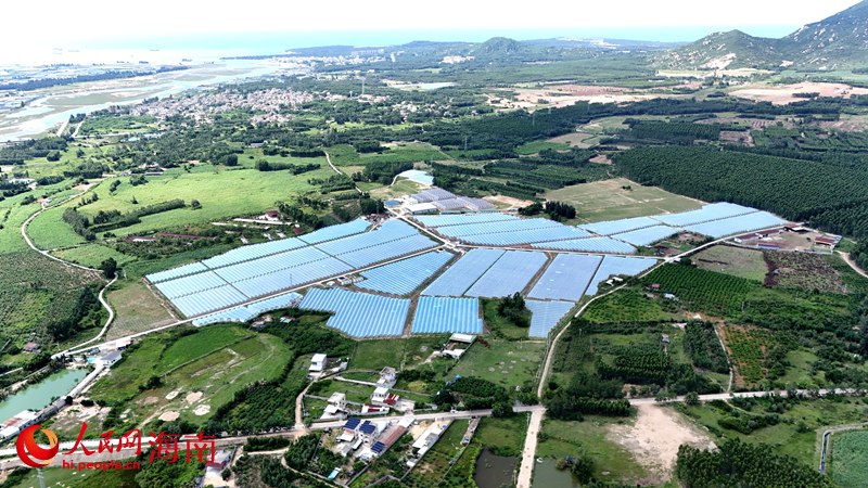 海南果鮮生農(nóng)業(yè)開發(fā)有限公司的種植基地。人民網(wǎng)記者 符武平攝