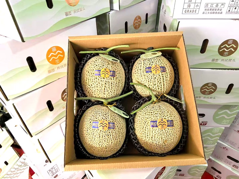 海南果鮮生種植的阿魯斯靜岡網(wǎng)紋瓜即將發(fā)往全國各地。受訪者供圖