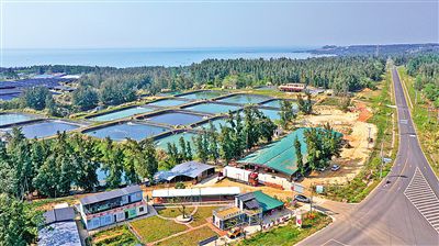 環(huán)島旅游公路旁的地瓜種植基地。