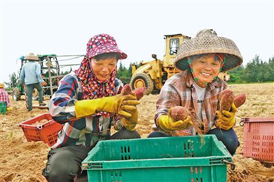 村民正在采收地瓜。